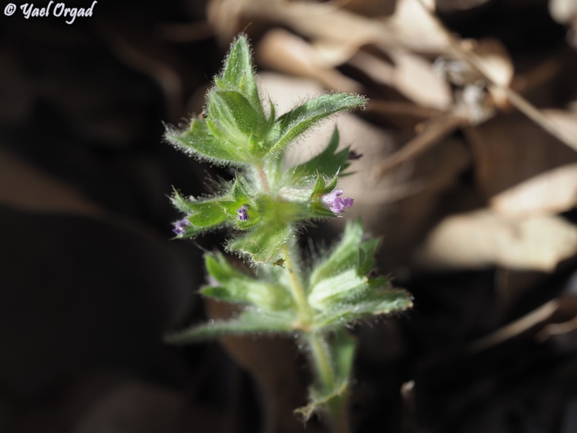Stachys woronowii  Stachys woronowii