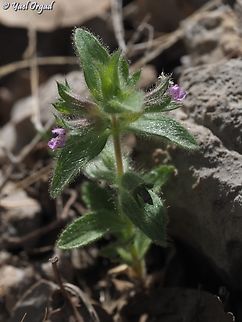 Stachys woronowii  Geotagged,Spring,Stachys woronowii