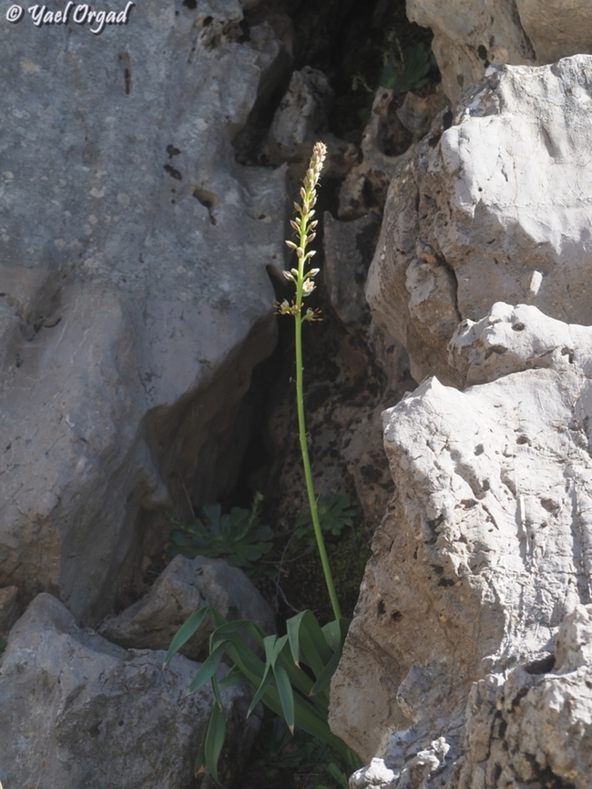 Eremurus spectabilis  Eremurus spectabilis,Geotagged,Spring