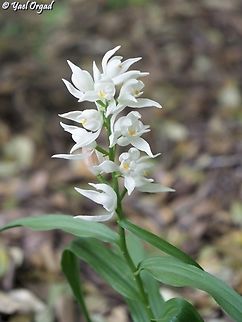 Cephalanthera longifolia  Cephalanthera longifolia,Geotagged,Narrow-leaved Helleborine,Spring