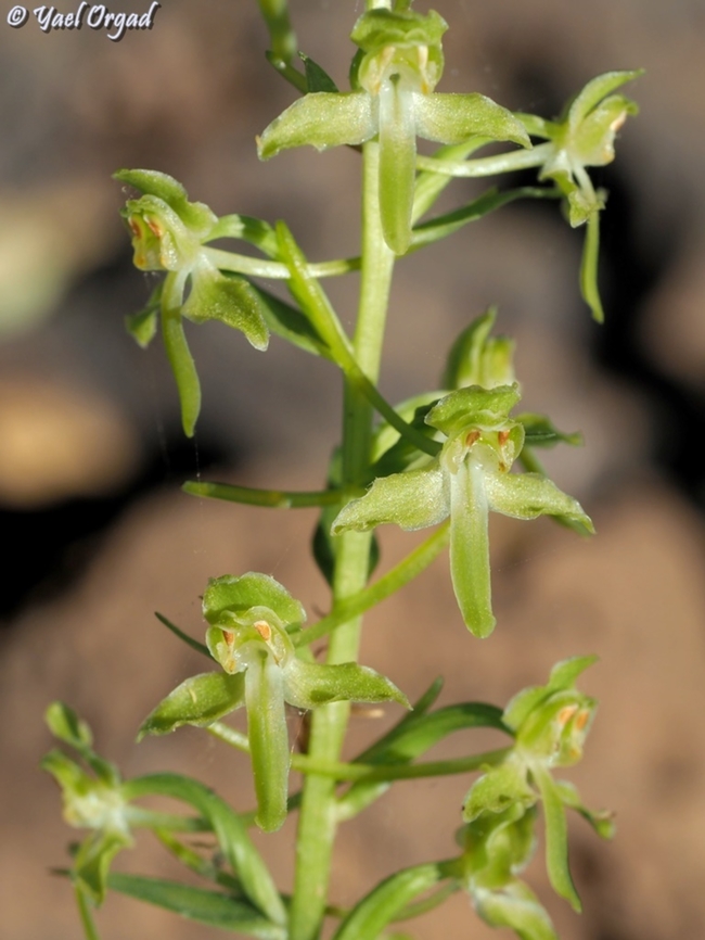 Platanthera holmboei  Geotagged,Platanthera holmboei,Spring