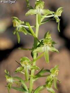 Platanthera holmboei  Geotagged,Platanthera holmboei,Spring