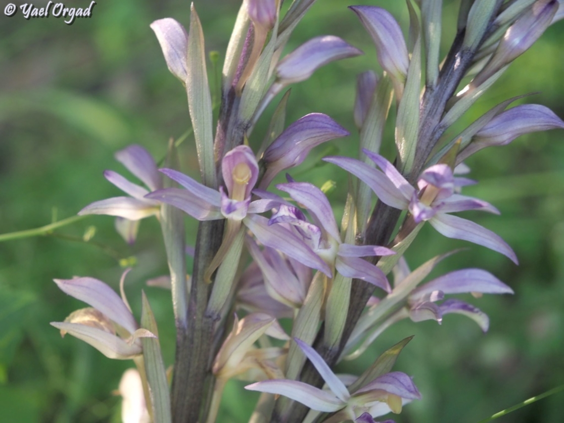 Limodorum abortivum  Geotagged,Limodorum abortivum,Spring,Violet Bird's-Nest