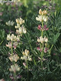 Lupinus gredensis  Lupinus gredensis