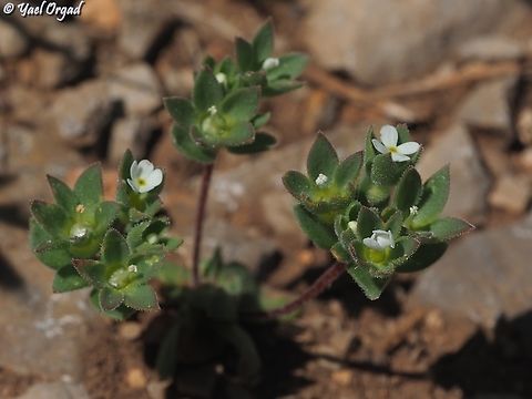 Androsace maxima  Androsace maxima,Annual Androsace,Geotagged,Spring