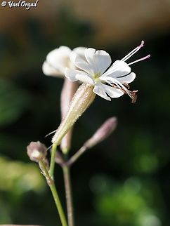 Silene italica  Italian Catchfly,Silene italica