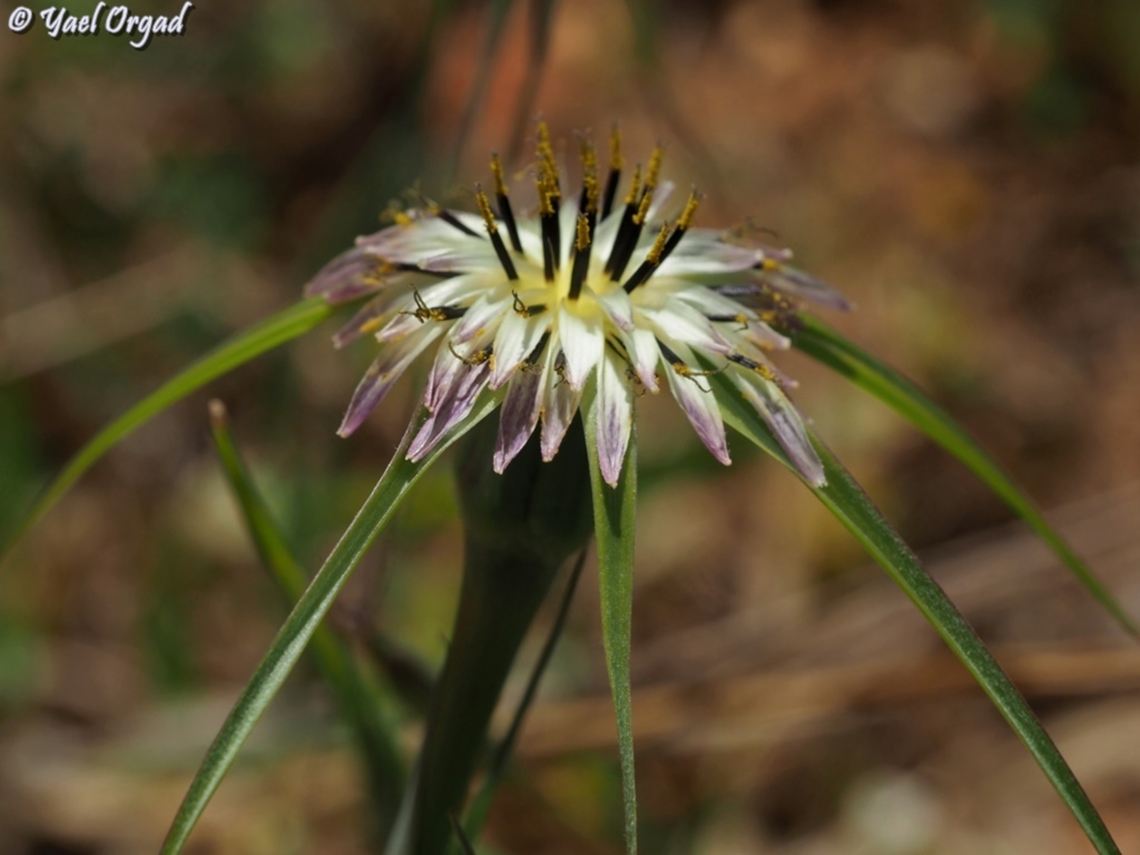 Tragopogon coelesyriacus a hypochomic flower - usually they are pink-purple.  Long-Beaked Salsify,Tragopogon coelesyriacus