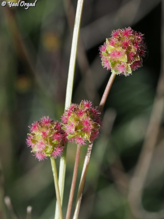 Sanguisorba minor  Geotagged,Salad Burnet,Sanguisorba minor,Spring