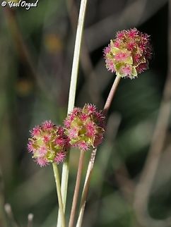 Sanguisorba minor  Geotagged,Salad Burnet,Sanguisorba minor,Spring