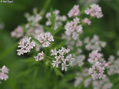 Chaetosciadium trichospermum  Chaetosciadium,Chaetosciadium trichospermum,Geotagged,Israel,Spring