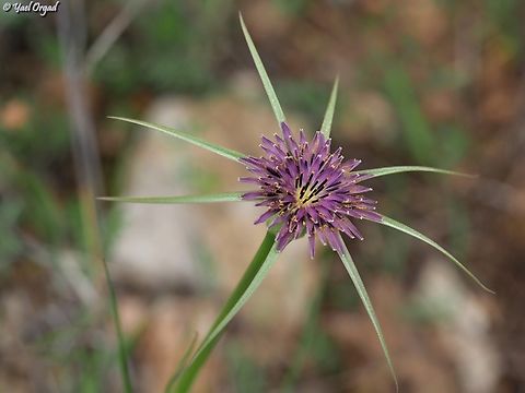 Tragopogon coelesyriacus  Geotagged,Israel,Long-Beaked Salsify,Spring,Tragopogon coelesyriacus