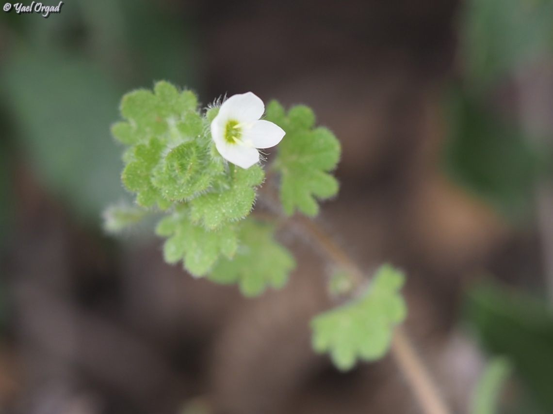 Veronica cymbalaria  Geotagged,Israel,Pale Speedwell,Spring,Veronica cymbalaria