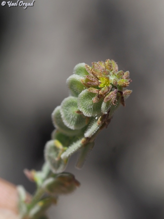 Clypeola jonthlaspi  Clypeola jonthlaspi,Geotagged,Spring