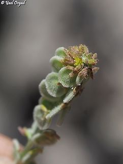 Clypeola jonthlaspi  Clypeola jonthlaspi,Geotagged,Spring