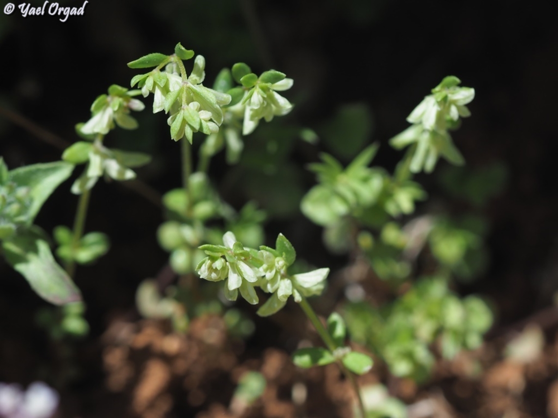 Callipeltis cucullaris  Callipeltis cucullaris,Geotagged,Spring