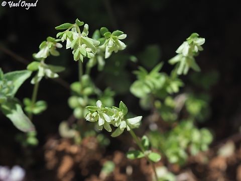 Callipeltis cucullaris  Callipeltis cucullaris,Geotagged,Spring