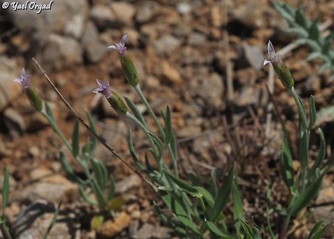 Chardinia orientalis  Chardinia,Chardinia orientalis