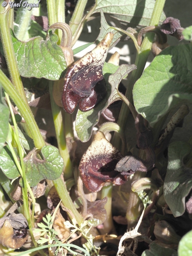 Aristolochia scabridula  Aristolochia scabridula,Geotagged,Spring