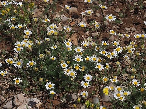 Anthemis rascheyana  Anthemis rascheyana,Geotagged,Spring
