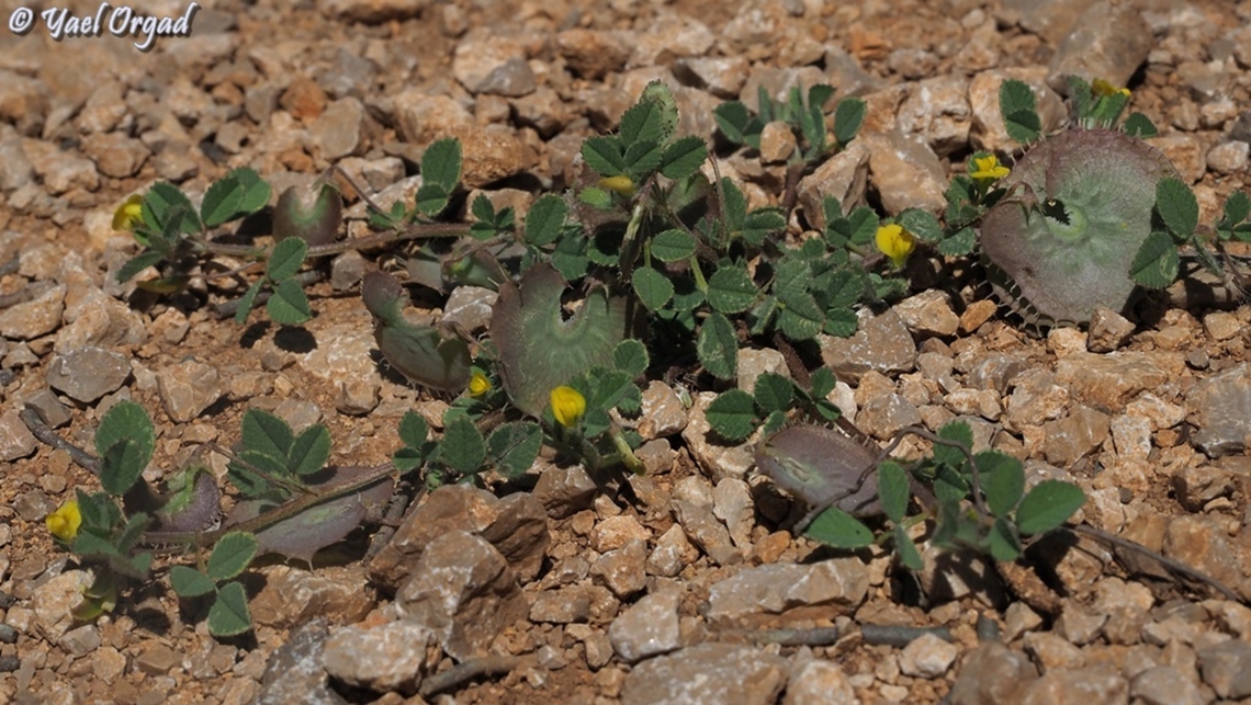 Medicago radiata  Geotagged,Medicago radiata,Ray-podded medick,Spring