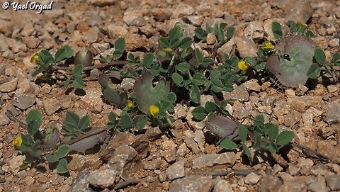 Medicago radiata  Geotagged,Medicago radiata,Ray-podded medick,Spring