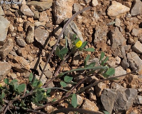 Medicago monantha this species was moved from Trigonella to Medicago Trigonella monantha