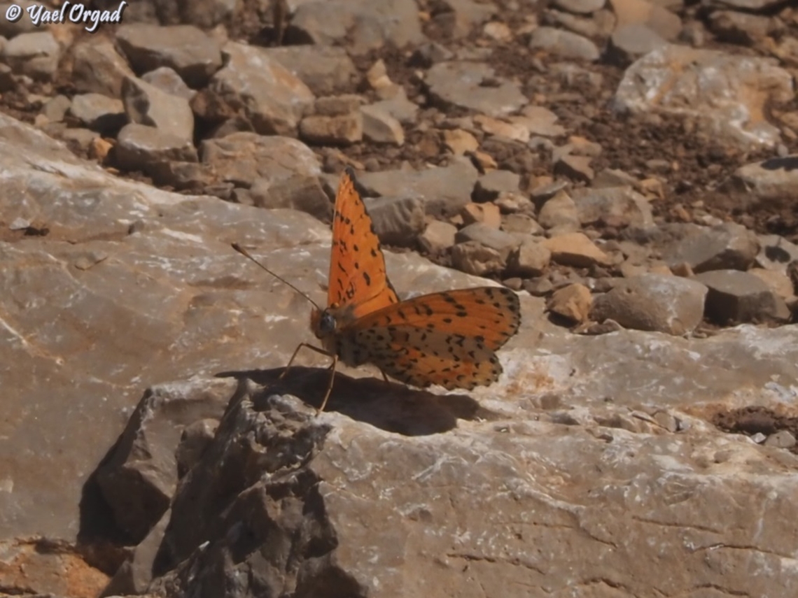 Melitaea acentria  Geotagged,Melitaea acentria,Spring