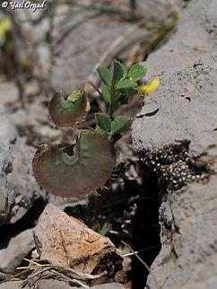Medicago radiata  Geotagged,Medicago radiata,Ray-podded medick,Spring