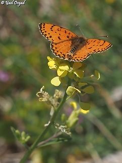 Melitaea acentria  Melitaea acentria