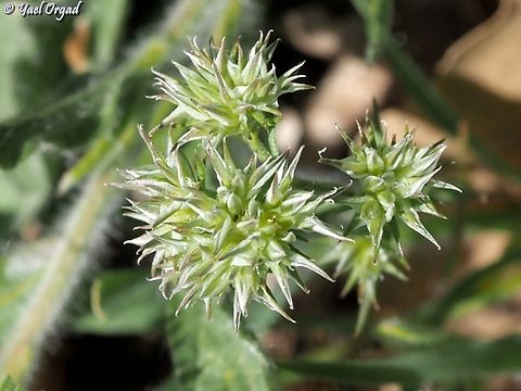 Minuartia hamata  Geotagged,Minuartia hamata,Spring
