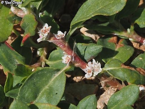 Polygonum cognatum  Geotagged,Indian Knotgrass,Polygonum cognatum,Spring