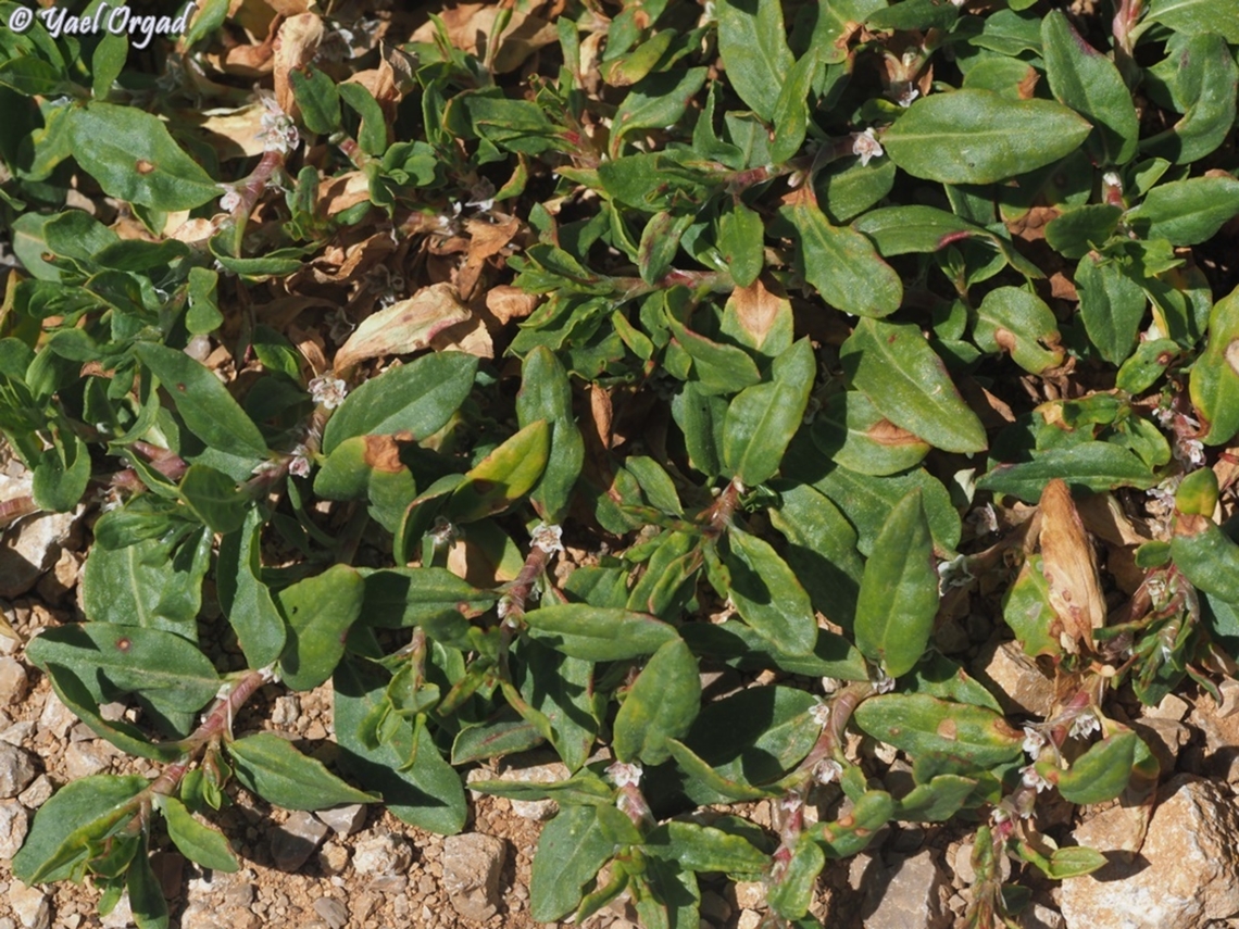 Polygonum cognatum  Indian Knotgrass,Polygonum cognatum