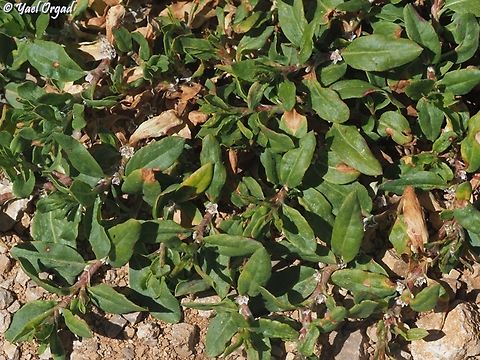 Polygonum cognatum  Indian Knotgrass,Polygonum cognatum