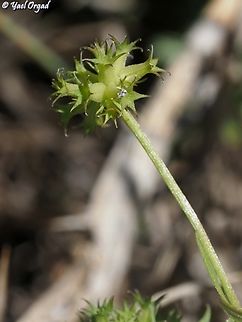 Valerianella dactylophylla  Geotagged,Spring,Valerianella dactylophylla