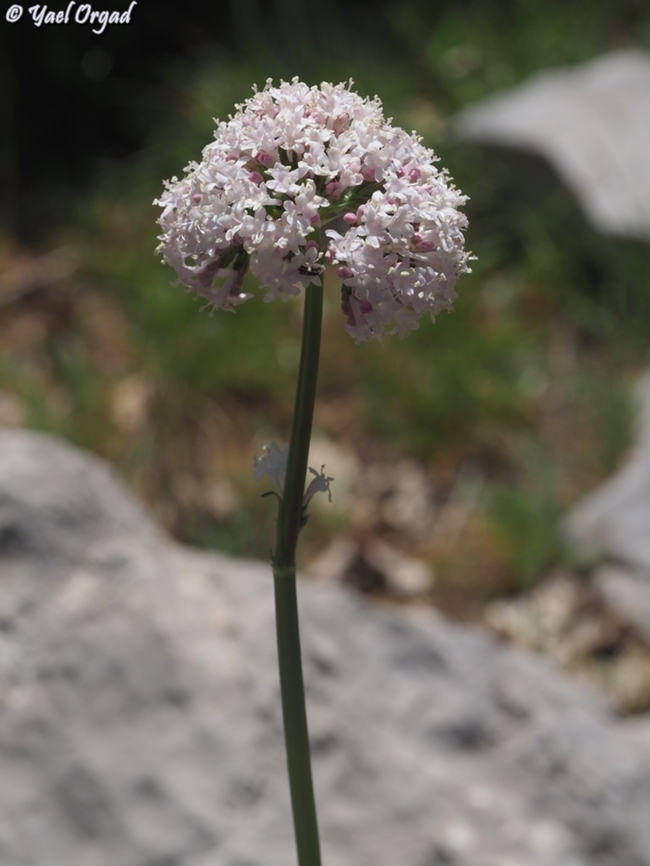 Valeriana dioscoridis  Geotagged,Spring,Valeriana dioscoridis