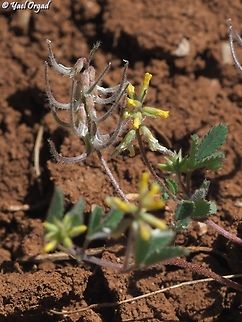 Trigonella filipes  Geotagged,Spring,Trigonella filipes