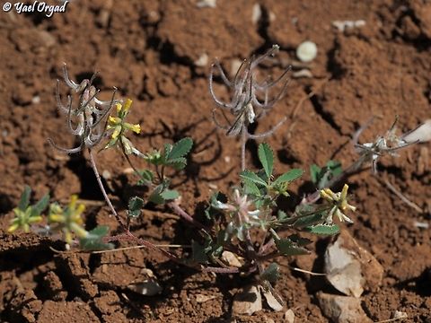Trigonella filipes  Geotagged,Spring,Trigonella filipes