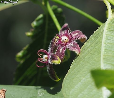 Periploca graeca  Geotagged,Israel,Periploca  graeca,Silkvine,Spring