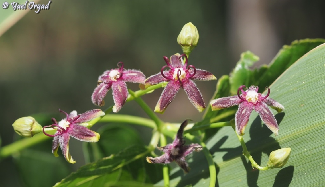 Periploca graeca  Geotagged,Israel,Periploca  graeca,Silkvine,Spring