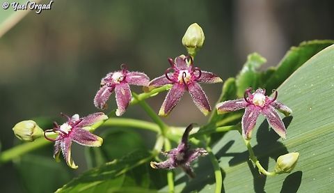 Periploca graeca  Geotagged,Israel,Periploca  graeca,Silkvine,Spring