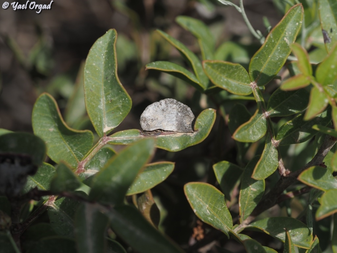 Aploneura lentisci an Aphid Gall on Mastic (Pistacia lentiscus) Aploneura lentisci,Geotagged,Israel,Mealy Grass Root Aphid,Spring