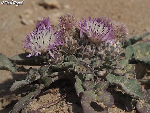 Centaurea pumilio  Centaurea pumilio,Geotagged,Israel,Spring