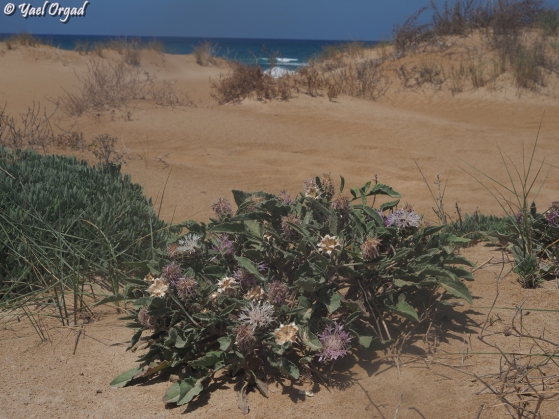 Centaurea pumilio  Centaurea pumilio,Geotagged,Israel,Spring