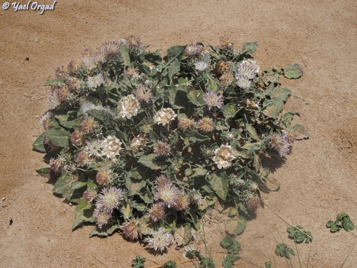 Centaurea pumilio  Centaurea pumilio,Geotagged,Israel,Spring