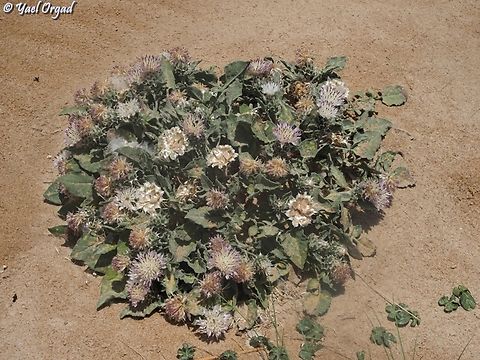 Centaurea pumilio  Centaurea pumilio,Geotagged,Israel,Spring