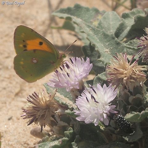 Colias croceus on Centaurea pumilio  Centaurea pumilio,Clouded yellow,Colias croceus,Geotagged,Israel,Spring