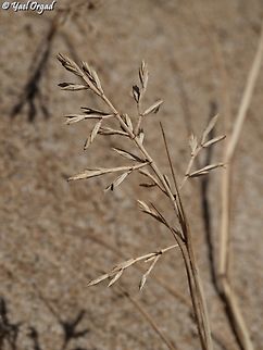 Cutandia maritima  Cutandia maritima,Geotagged,Israel,Spring