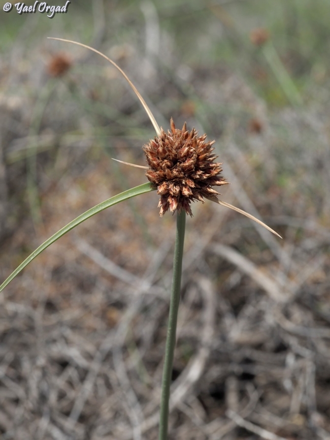 Cyperus sharonensis  Cyperus sharonensis,Geotagged,Israel,Spring