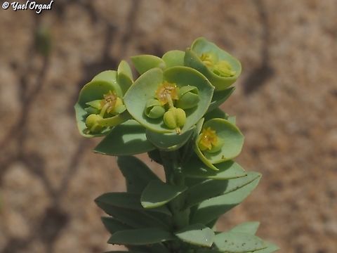 Euphorbia paralias  Euphorbia paralias,Geotagged,Israel,Sea Spurge,Spring