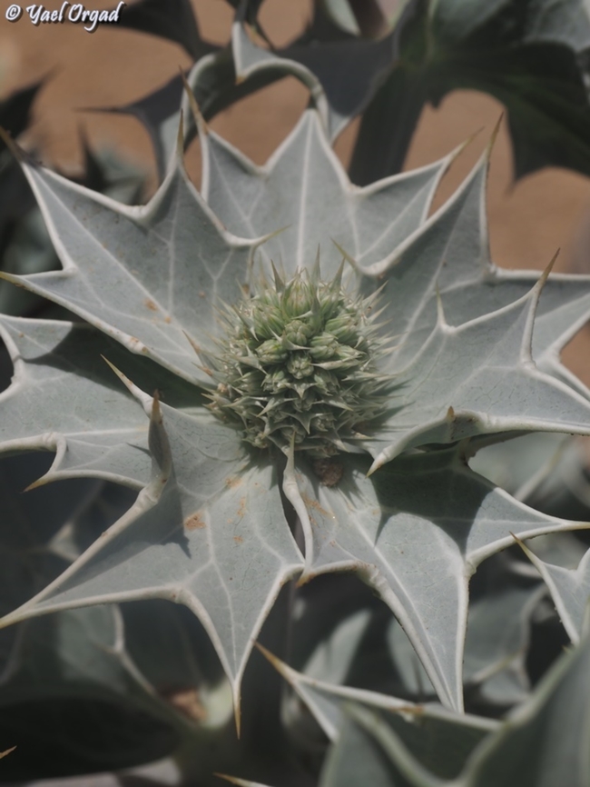 Eryngium maritimum  Eryngium maritimum,Geotagged,Israel,Sea holly,Spring